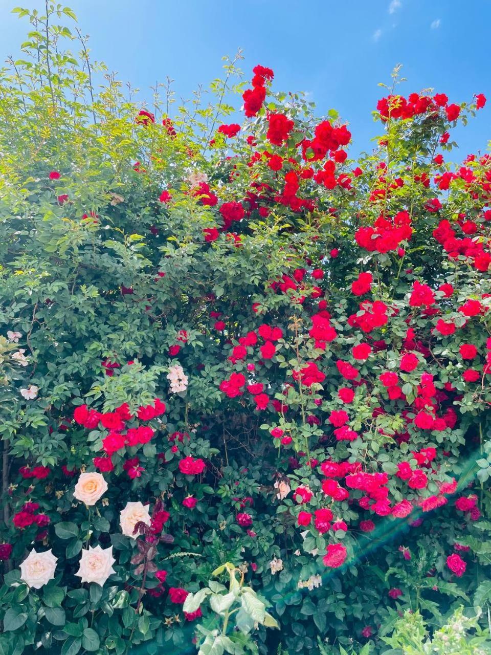 Guest House Amirhan Bokonbayevo المظهر الخارجي الصورة